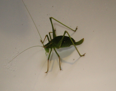 Grasshopper 1.JPG